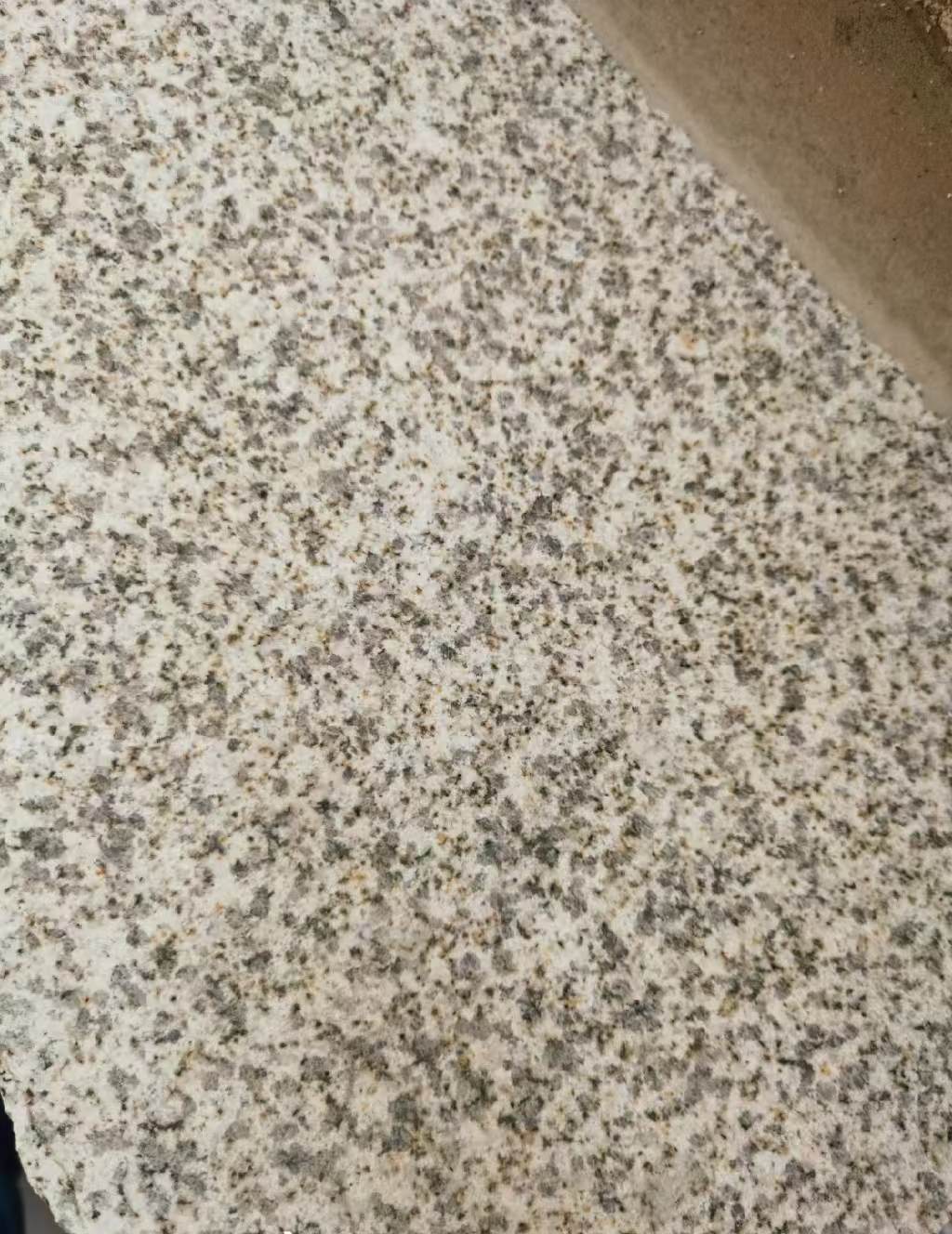 大连 黄金麻中黄光面